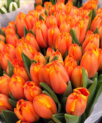 Good Morning Tulips From Amsterdam Have A Nice Thursday My Dear Friends Anzeige Wegen Markennennun Tulips Flowers Tulips Garden Tulips
