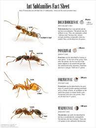 Gauge how close the mound is to your home and what direction any trails are moving near it, if possible. Ant Subfamily Fact Sheet Poster Ants Fact Sheet Teaching