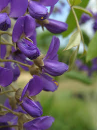 Image result for Bolusanthus