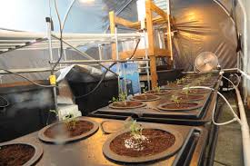 The diy bamboo greenhouse greenhouse design. No Electricity Greenhouse Cooling Grozinegrozine