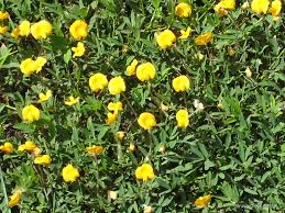 Image result for Arachis