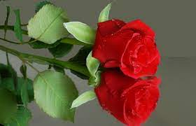 Get amazing flowers photos hd as per your choice and requirements. Wallpapers Hd Nature Flower Rose Wallpaper Cave