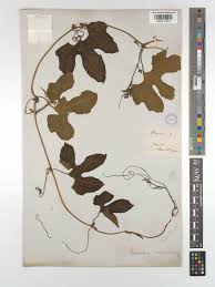 Image result for Cayaponia