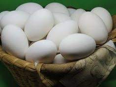 61 Goose Eggs And Raising Geese Ideas Eggs Goose Eggs For Sale
