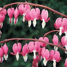 Buy Old Fashioned Bleeding Heart Breck S Bleeding Heart Shade Perennials Bulb Flowers