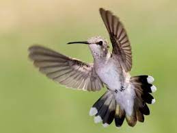 In both sexes there is a small spot of white feathers behind each eye. Black Chinned Hummingbird Identification All About Birds Cornell Lab Of Ornithology