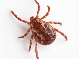 We did not find results for: Lyme Disease Warning Issued As Tick Season Arrives Across Uk Birmingham Live