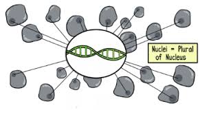 Displaying 8 worksheets for amoeba sisters video recap alleles and genes. Science Dna Diagram Quizlet