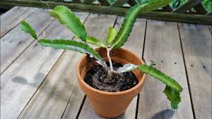 The dragon fruit plant is actually a cactus that produces large red or pink colored fruit that are edible. Dragon Fruit Cactus Repotting Hylocereus Species Unknown Youtube