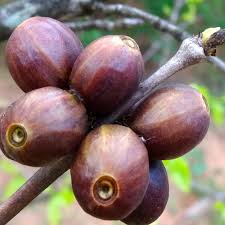 Image result for Coffea zanguebariae