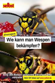 Wespen Bekampfen Selbst De Video Video Wespen Bekampfen Wespe Insekten