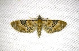 Image result for Eupithecia conterminata