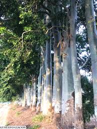 Image result for Eucalyptus torelliana