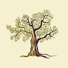 Olive Tree Vector Illustration Tree Illustration Tree Drawing Vector Trees