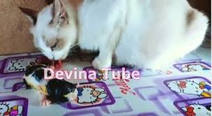 Jika ente sudah lihat kejadian semacam itu berikut persiapan yang harus dilakukan…. Persiapan Membantu Kucing Persia Lahiran Devina Blog Sharing Tips Trik Internet