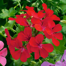 With its trailing habit it works as a spiller in containers of all kinds and as groundcover in the. Geranium Single Trailing Red J Parker Dutch Bulbs