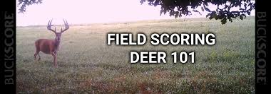 Field Scoring A Deer 101 Buckscore