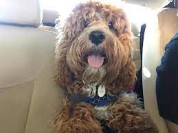 Find cockapoo puppies for sale and dogs for adoption. Waiting List Open F1 Cockapoo S For Sale In Ormond Beach Florida Classified Americanlisted Com