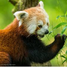 Image result for Pandiaka