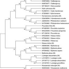 Image result for Xylia torreana