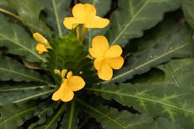 Image result for Crossandra puberula