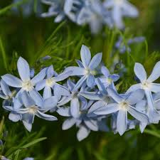 Blue springs flowers delivered for all occasions that suit all tastes and budgets. Missouri Native Plants Sugar Creek Gardens