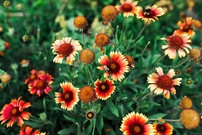 How to Grow & Care for Blanket Flower (Gaillardia)