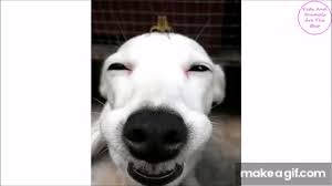 We did not find results for: Dogs Making Funny Faces Funny And Cute Dog Compilation On Make A Gif