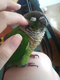 I Have A Green Cheek And A Yellow Sided Conure And Believe Me Never In My Life Will I Be As Happy As One Of My Birds During Cuddle Pet Birds Parrot