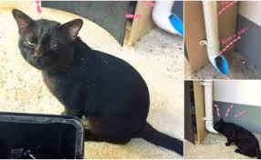 แชร ไอเด ย diy ท ให อาหารแมว เพ อให เหล าทาสได เท ยวอย างสบายใจ บ านในฝ น บ านหล งเล ก