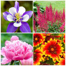 Here are tips on how to plant perennials and perennial plant care through the year. Full Sun Perennials Sunny Home Gardens