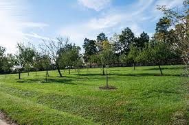 Zengin bir iş adamının bahçesinde, yan yana dikilen iki limon ağacı vardı. Bahce Arsasi Icin Meyve Agaclari Ve Calilar Genel Bilgi 2021