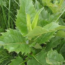 Use small pots, paper cups or even get the seeds you can also buy a small tomato plant at a gardening centre. Silphium Perfoliatum From Nvk Nurseries