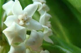 This subspecies is considered adequately surveyed. Hoya Australis Ssp Oramicola Rooted Cutting Tropics Home