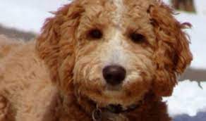 Welcome to the aspen hill doodles website! Breeders Colorado Usa