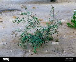 Image result for Lawsonia