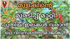 Not just proverbs, all the pazhamchollukal (proverbs) has been malyalam pazhamchollukal] application needs indic font support and hence it is best viewed in malayalam tv. 340 Gardening Ideas Outdoor Gardens Garden Design Plants