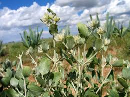 Image result for Leucosphaera bainesii