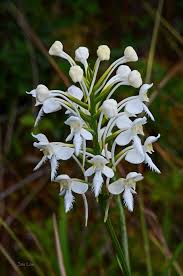 Image result for Habenaria bicolor