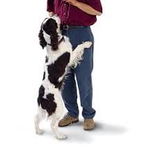 Puppies jump on people because they have been reinforced to do so. Stop Your Dog From Jumping On You The Easy Way Home Alpha Dog Pet Centers Amherst Oh 44001