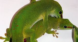 Have You Ever Seen Madagascan Giant Day Geckos Breeding Reptile Centre