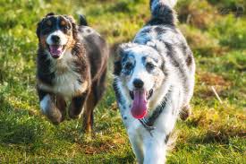 Home wildgarden australian shepherds andrea kürten. Integration Eines Zweiten Hundes Yellowstone Australian Shepherds
