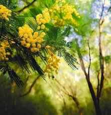 Image result for Acacia kamerunensis