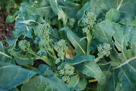 Although purple sprouting broccoli can withstand very low temperatures when established, the seeds germinate best and quickest when the soil temperature is in the range 21c to 27c (70f to 80f). Broccoli Pod Easy Edible Gardening