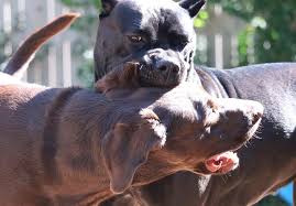 On the other hand, the one with a floppy ear looks more soft, cuddly, and way less aggressive on the first look. Cropping Docking Cane Corso Phoghaven Cane Corso