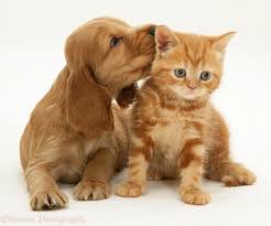 Golden Cocker Spaniel Puppy And Ginger Kitten Welpen Cocker Spaniel Cockerspaniel Spaniel