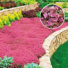 Badteppich aquanova kemen 293 thyme hell grün 80x160cm langflor thymian. Rosaroter Rasen Thymian Kaufen Ahrens Sieberz Pflanzenversand Gartenbedarf
