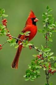 Pin On Colorful Birds