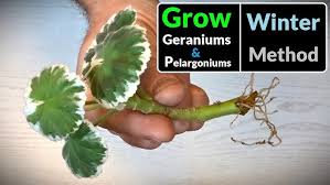 Image result for cuttings of geraniums