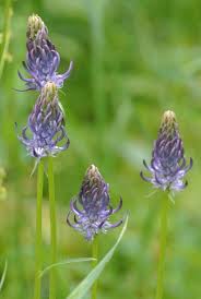 Teufelskralle Phyteuma Rampion Mother Nature Flowers Colorful Gifts